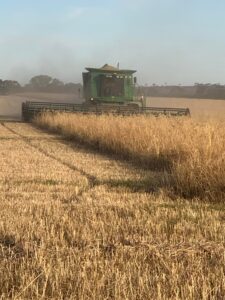 Lupin harvest 2022