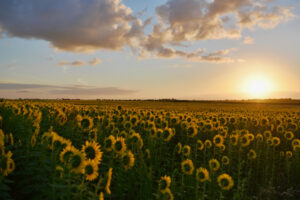 Field of sunflowers