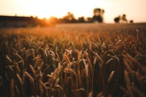 grain field