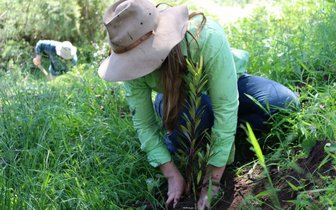 Bushfire recovery that restores ecological hope